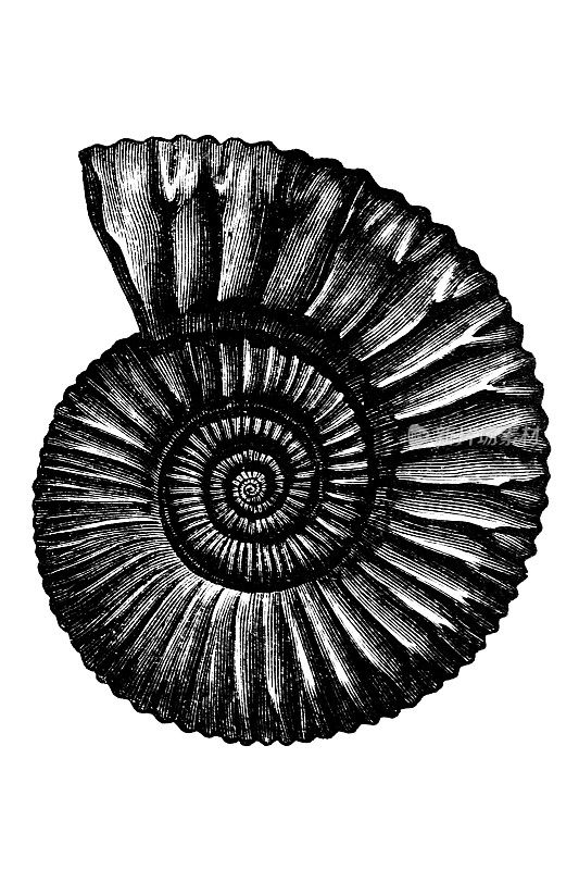 菊石(Peltoceras athleta)，也被称为菊石，一种已灭绝的头足类动物(属于软体动物门)，与现代珍珠鹦鹉螺(nautilus)有关。